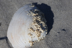 Amphibalanus venustus