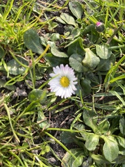 Bellis perennis
