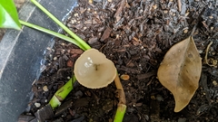 Peziza domiciliana