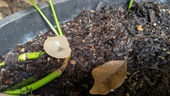 Peziza domiciliana
