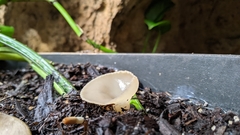 Peziza domiciliana
