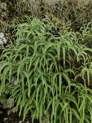 Sticherus squamulosus