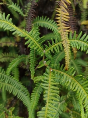 Sticherus squamulosus