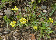 Odontarrhena carica