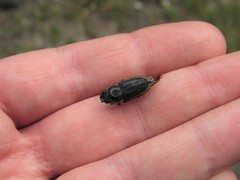 Pycnosiphorus lessonii