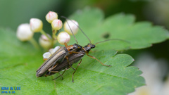 Oedemera amurensis