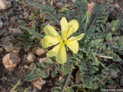 Oenothera primiveris primiveris