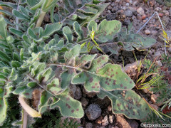 Oenothera primiveris primiveris
