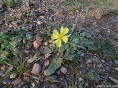 Oenothera primiveris primiveris