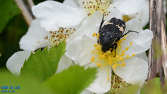 Glycyphana fulvistemma