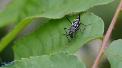 Rhaphuma gracilipes