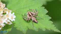 Oxyopes licenti