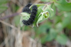 Euphydryas aurinia beckeri