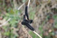 Euphydryas aurinia beckeri