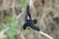 Euphydryas aurinia beckeri