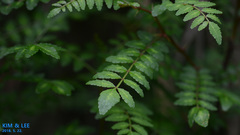 Zanthoxylum piperitum