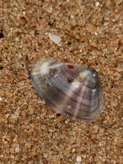 Latona cuneata