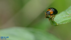 Smaragdina semiaurantiaca