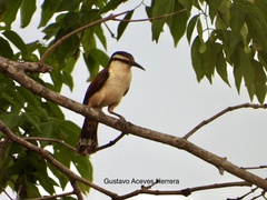 Campylorhynchus chiapensis