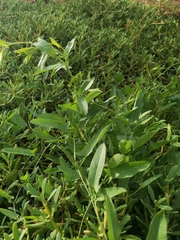 Convolvulus arvensis