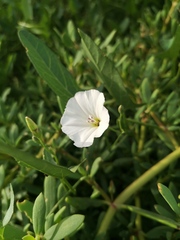 Convolvulus arvensis