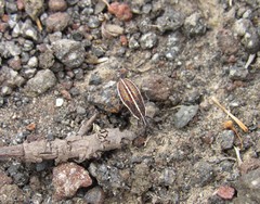 Encedonia