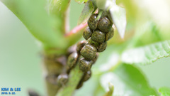 Megacopta punctatissima