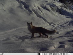Vulpes vulpes vulpes