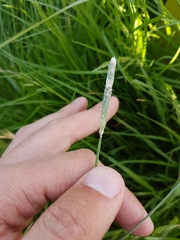 Alopecurus geniculatus