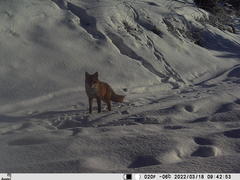 Vulpes vulpes vulpes