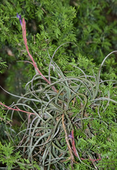 Tillandsia baileyi