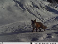 Vulpes vulpes vulpes