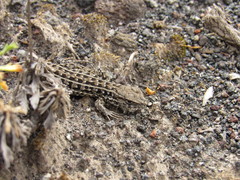 Liolaemus lineomaculatus