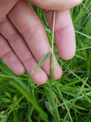 Alopecurus geniculatus