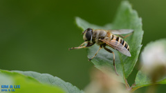 Eristalis cerealis