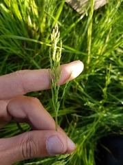 Poa trivialis