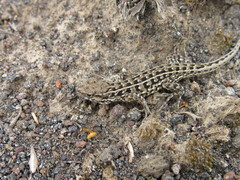 Liolaemus lineomaculatus