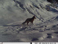 Vulpes vulpes vulpes