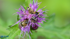 Lasiotrichius succinctus