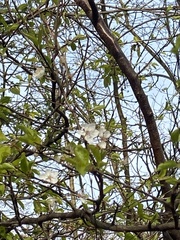 Prunus cerasifera