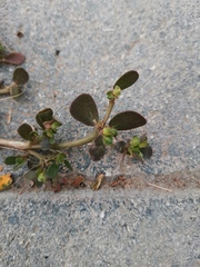 Portulaca oleracea