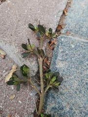 Portulaca oleracea