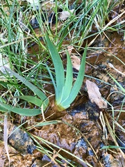 Iris missouriensis