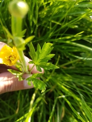Ranunculus repens