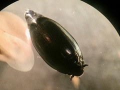 Gyrinus