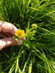 Ranunculus repens