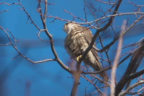 Esmerejón (Falco columbarius)