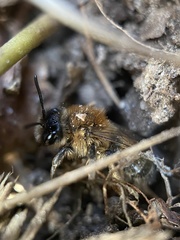 Andrena clarkella