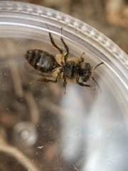Andrena clarkella
