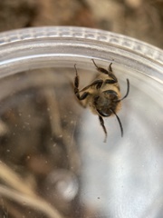 Andrena clarkella